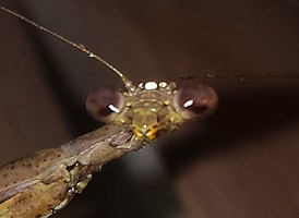 Carolina Mantis